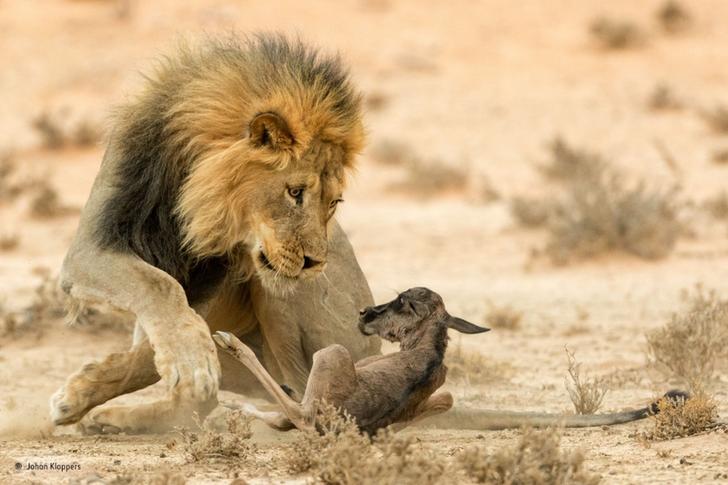 Foto: Johan Kloppers.